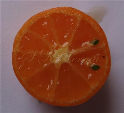  Fruit T.S.